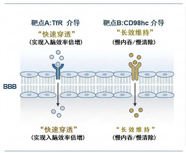 1779553719699656 transneuro-mechanism-1.png